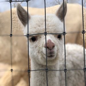 Meet your Posher, Kiera